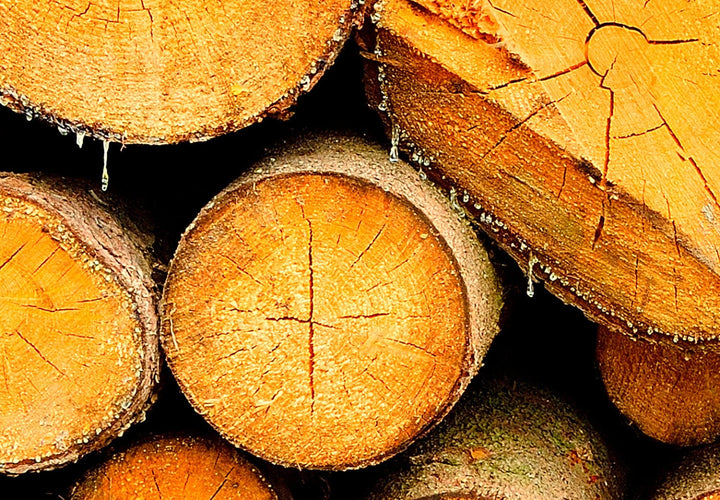 Fototapetes - Nocirsti koki sulīgās brūnās krāsās G-ART