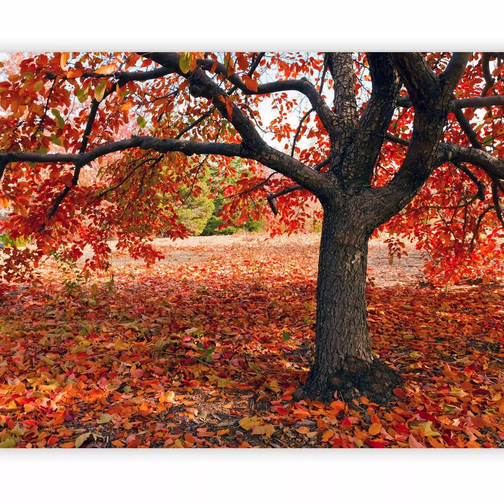 Fototapetes - Rudens - krāšņs gadalaiks, 59844 G-ART