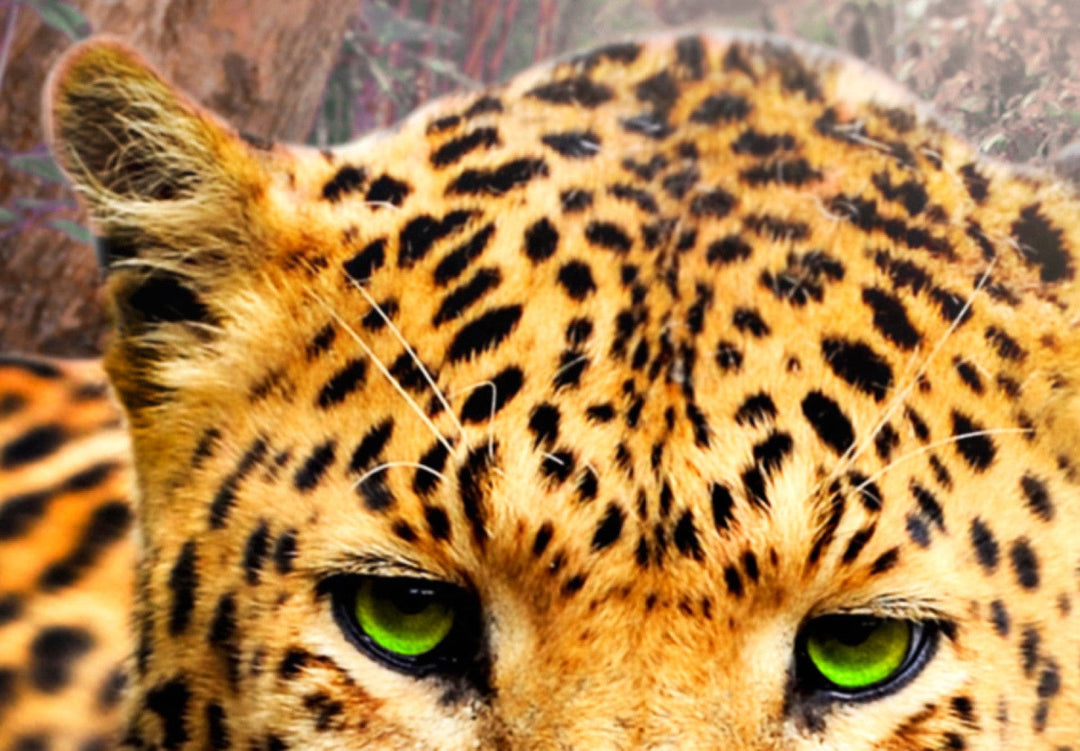 Glezna ar leopardu - Leoparda relaksācija, 92277, (x5) G-ART