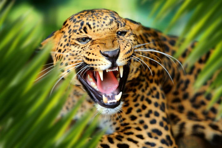 Fototapetes ar dzīvniekiem - Leopards džungļos, 375x250 cm D-ART