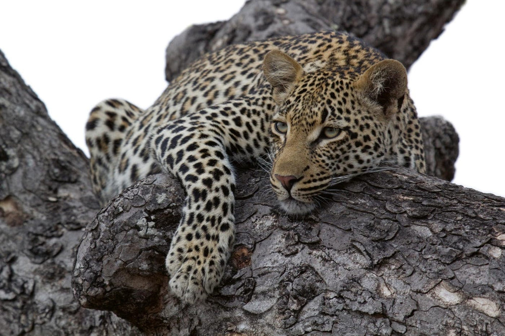 Fototapetes ar dzīvniekiem - Leopards kokā, 375x250 cm D-ART