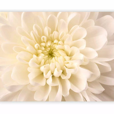 Fototapeet lilledega - Valge Dahlia, 60450