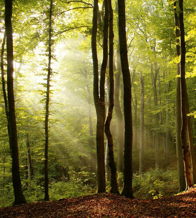225x250 cm, Valokuvatapetti aurinkoisella metsällä - Metsän rauha D-ART