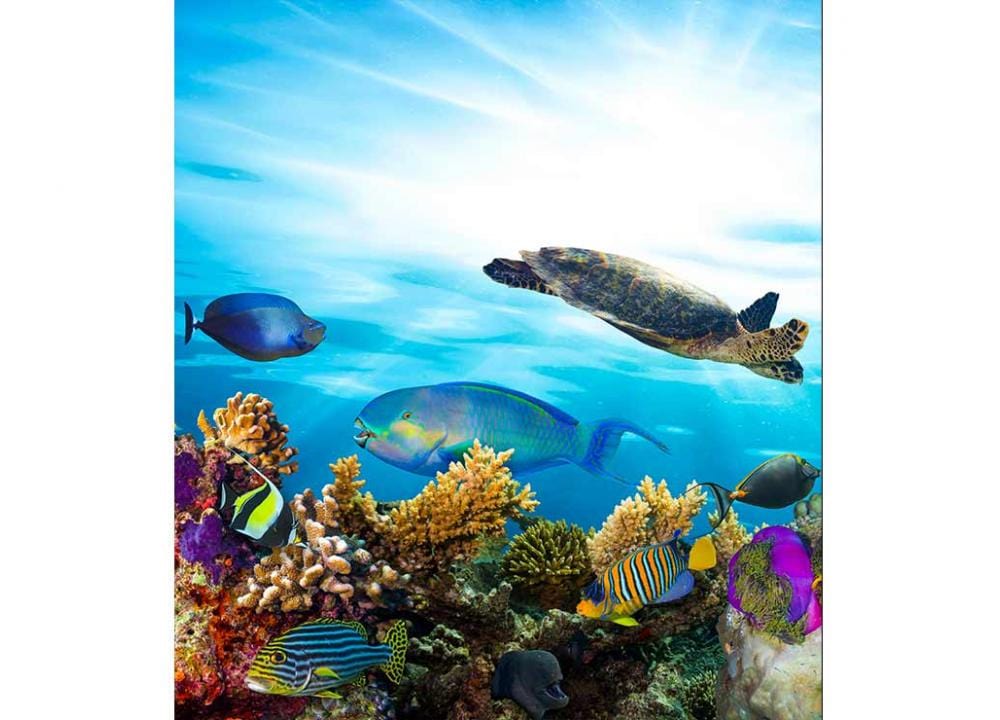 Lētas fototapetes - Zemūdens dzīve, 225x250 cm D-ART