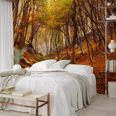 Wall Murals - Autumn Forest, 59843