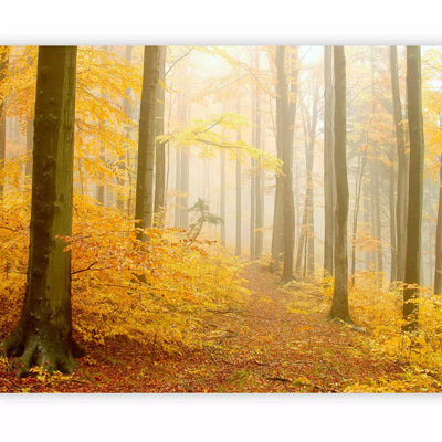 Wall Murals with autumn forest - Autumn Forest, 59846