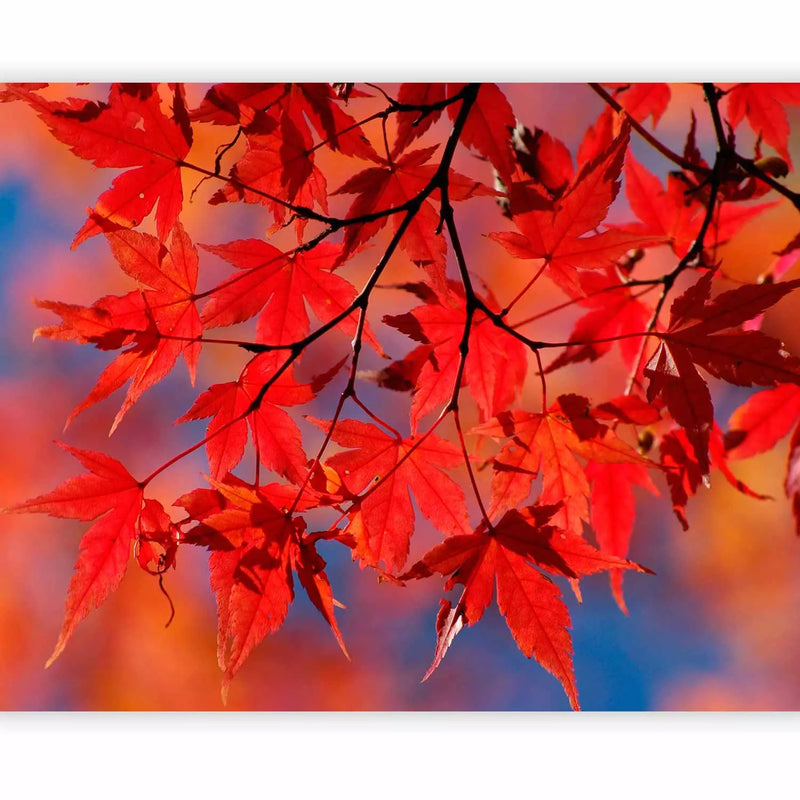 Wall Murals with autumn leaves - Japanese Maple, 59925