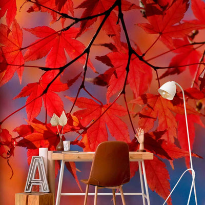 Wall Murals with autumn leaves - Japanese Maple, 59925