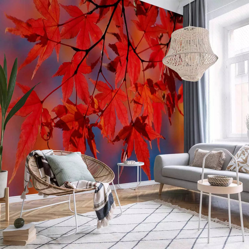 Wall Murals with autumn leaves - Japanese Maple, 59925