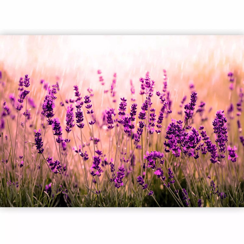 Wall Murals 92588 fragrant lavender