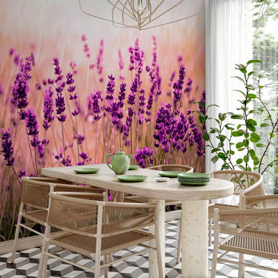 Wall Murals 92588 fragrant lavender