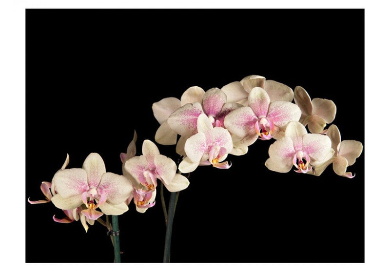 Fototapetes 60214 Ziedošas orhidejas G-ART