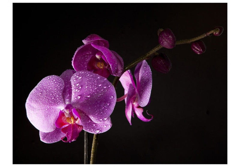 Fototapetes 60229 Stilīga orhideja G-ART