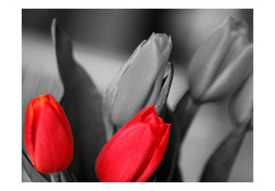 Fototapetes 60352 Sarkanas tulpes uz melnbalta fona G-ART