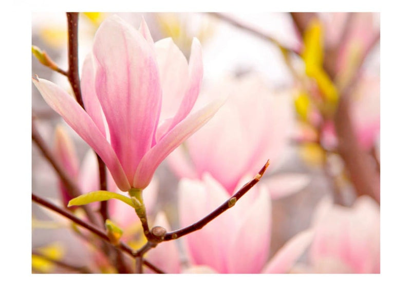 Fototapetes 60413 Skaistā magnolija G-ART