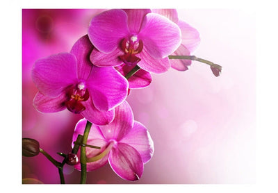 Fototapetes 60622 Rozā orhideja G-ART