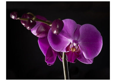 Fototapetes 60624 Elegantas orhidejas G-ART