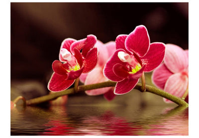 Fototapetes 60626 Skaistas orhidejas G-ART