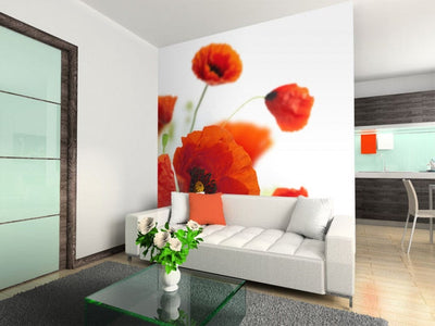 Wall Murals 60643 Poppies on white background G-ART