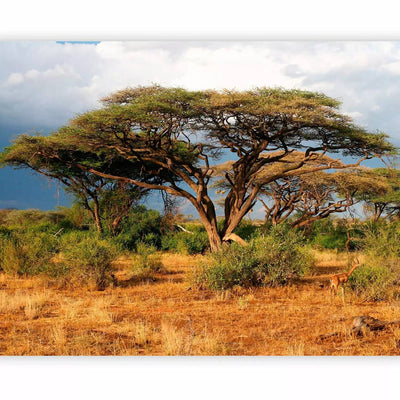 Fototapeet Aafrika loodusega – Samburu rahvuskaitseala – 61397 G-ART