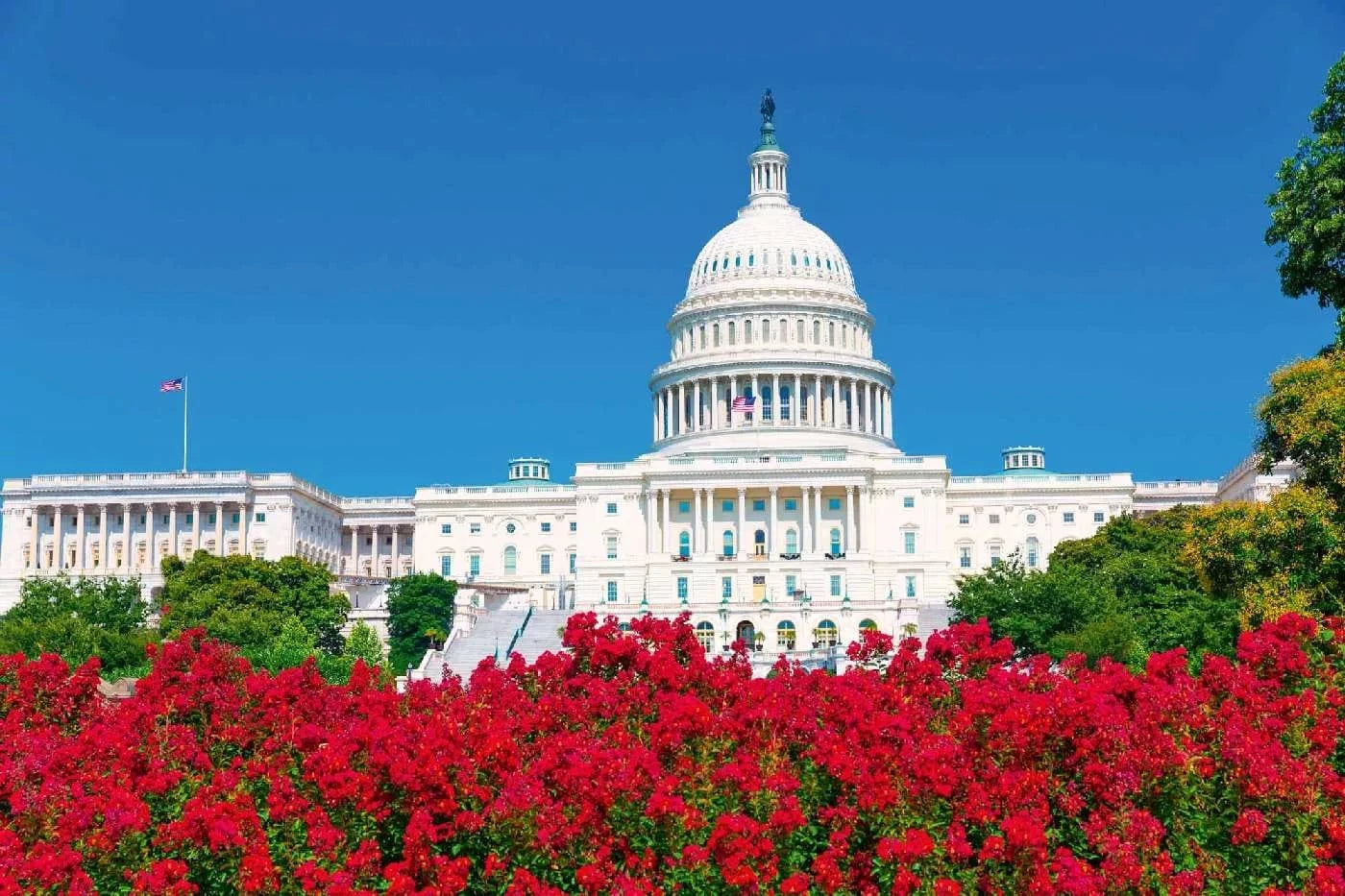 Fototapetes ar ASV tematiku - ASV Kapitolijs un ziedi, sarkana, zaļa D-ART
