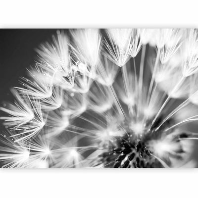 Wall Murals with white dandelions on a black background - morning kiss - 90402g -art