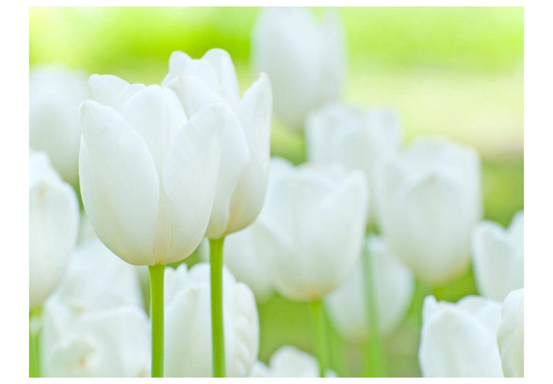 Fototapetes ar baltām tulpēm uz zaļa fona - Tulpju lauki, 60350 G-ART