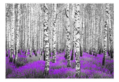 Fototapetes ar bērziem - Violeta mežs, 60531 G-ART