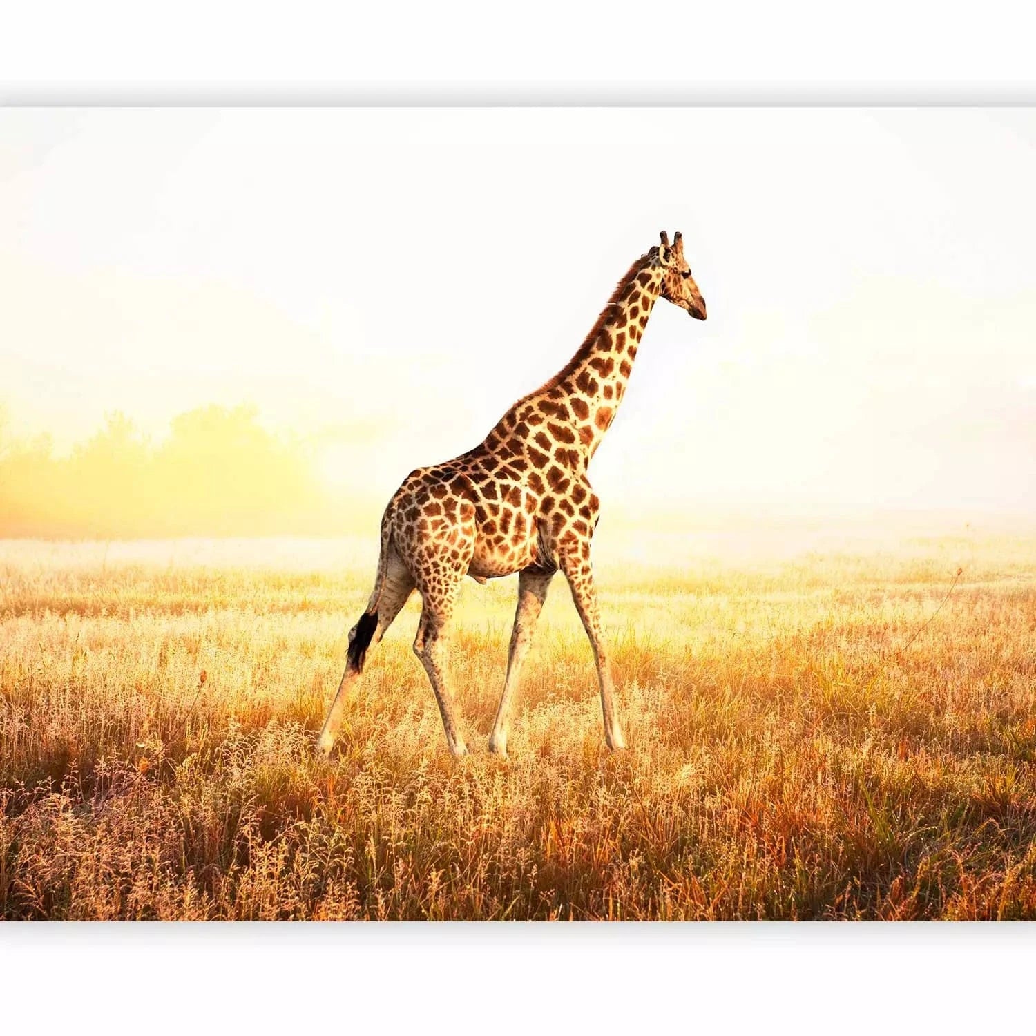 Fototapetes - Pastaiga ar žirafi pa savannu pļavā rītausmā G-ART