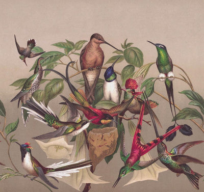 Fototapetes ar eksotiskiem putniem, brūnā, zaļā krāsā, RASCH, 2045520, 318x300 cm RASCH