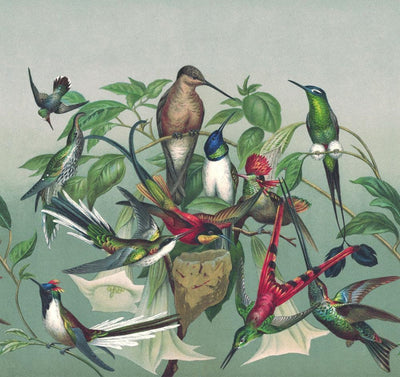 Fototapetes ar eksotiskiem putniem, zaļā krāsā, RASCH, 2045470, 318x300 cm RASCH