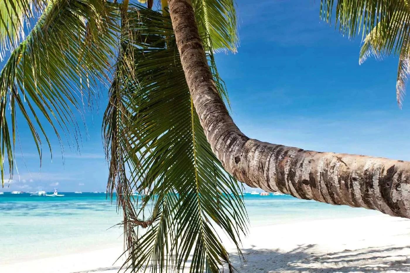 Fototapetes ar jūras skatu - Palma uz tropiskas pludmales, zilos toņos D-ART