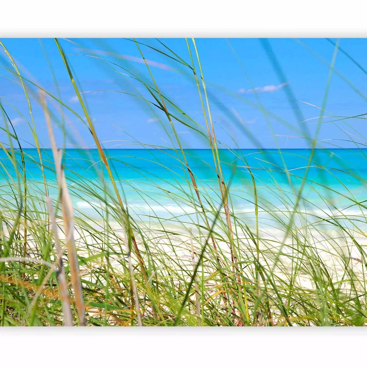 Fototapetes ar jūru - Pludmale aiz augstas zāles uz jūras fona G-ART