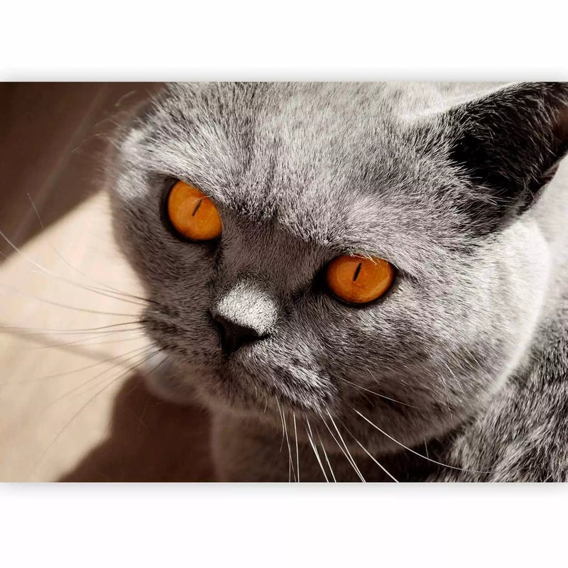 Fototapetes ar kaķi - pelēka kaķa portrets ar oranžām acīm - 90088 G-ART