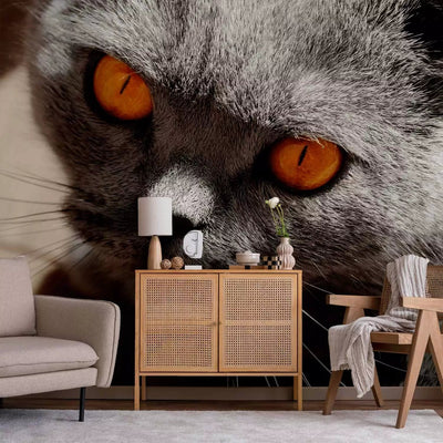 Wall Murals with a cat - portrait of a gray cat with orange eyes - 90088 G-ART