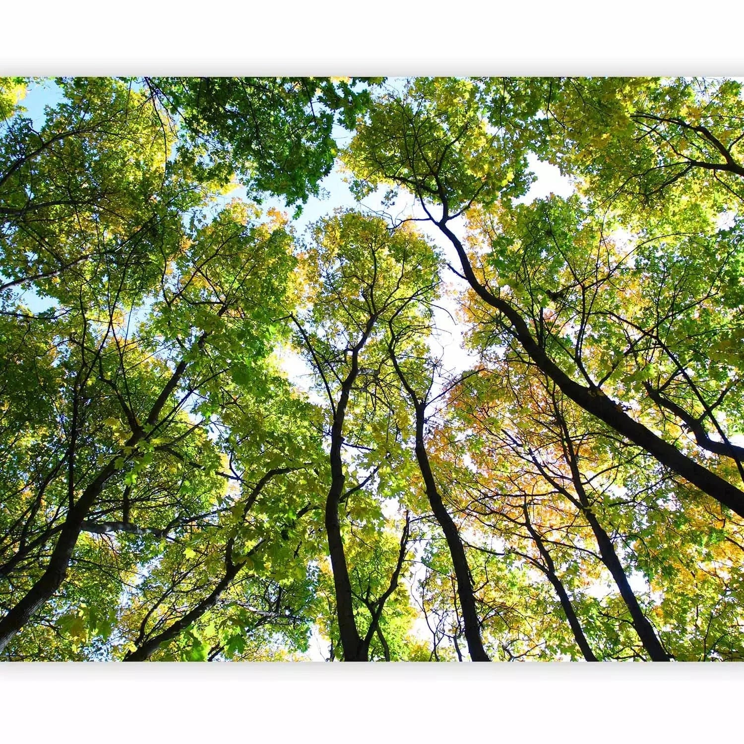 Fototapetes ar kokiem - Fantastiskas koku galotnēs, zaļā krāsā G-ART