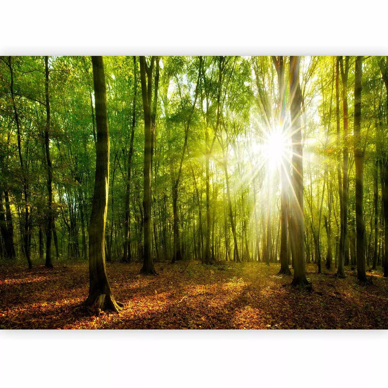 Fototapetes ar mežu - Dabiskā gaisma, 138048 - guļamistabas variants  G-ART