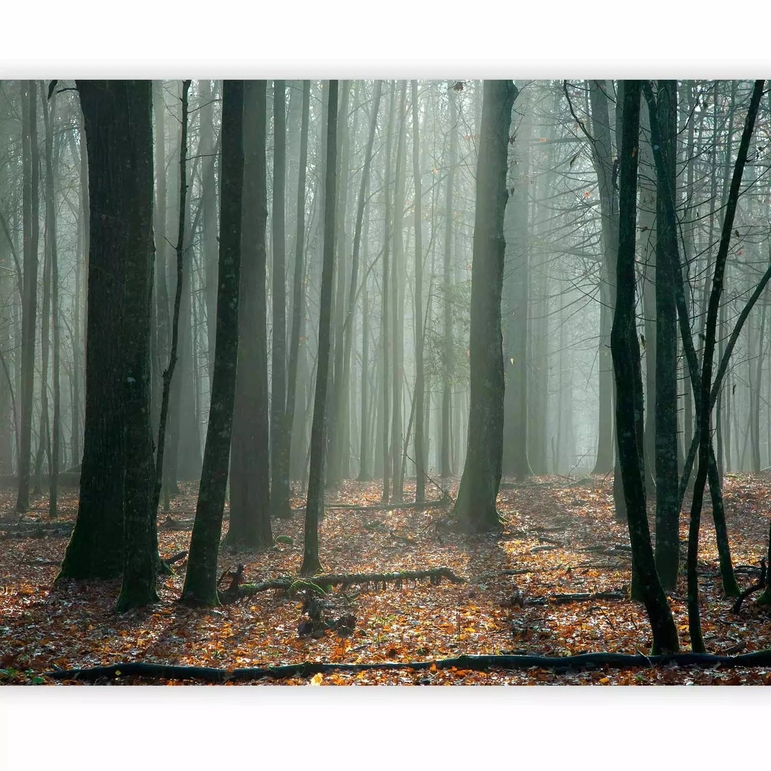 Fototapetes ar mežu - Raganu mežs - rudens mežs G-ART