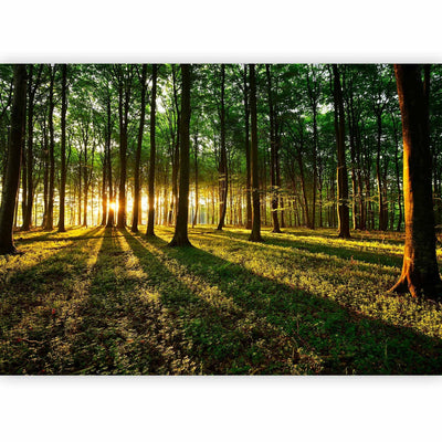 Natural Wall Murals with forest - morning in the forest - 60494 - odorless G -art