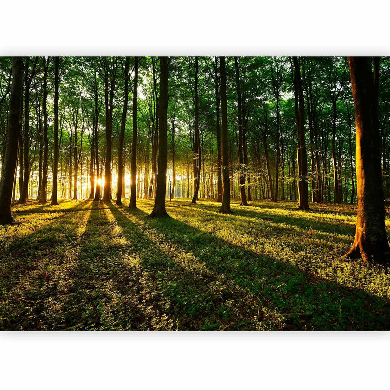 Dabas fototapetes ar mežu - Rīts Mežā - 60494 - bez smaržas G-ART