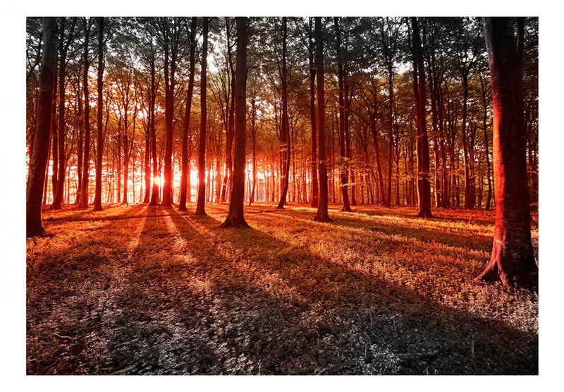 Fototapetes ar mežu - Rudens: rīts mežā, 60503 G-ART
