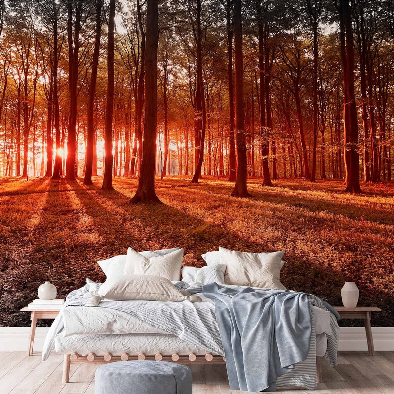Fototapetes ar mežu - Rudens rīts mežā - ainava ar kokiem un sauli G-ART