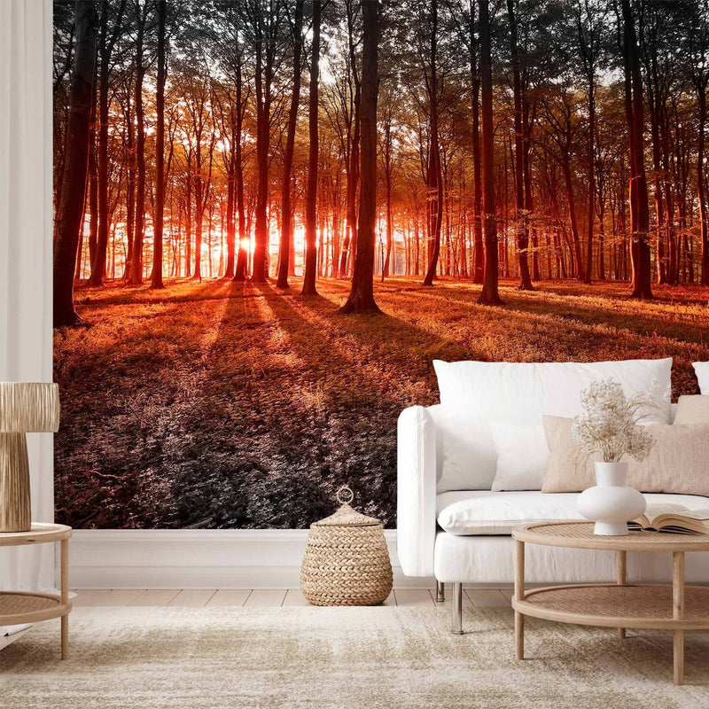 Fototapetes ar mežu - Rudens rīts mežā - ainava ar kokiem un sauli G-ART