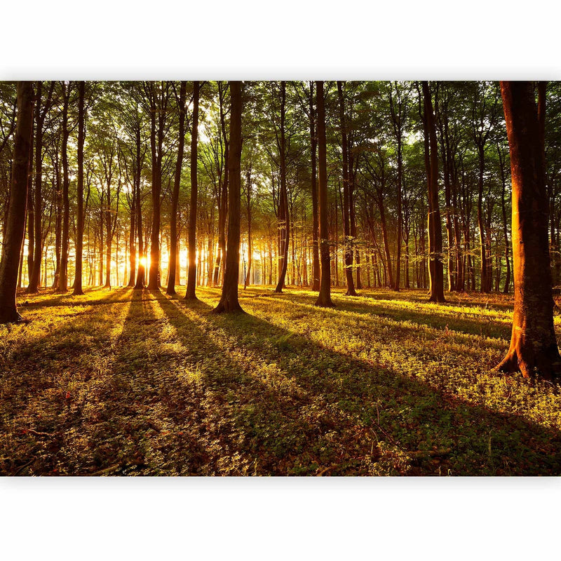 Wall Murals with forest - Summer: morning in the forest, 60495 G-ART