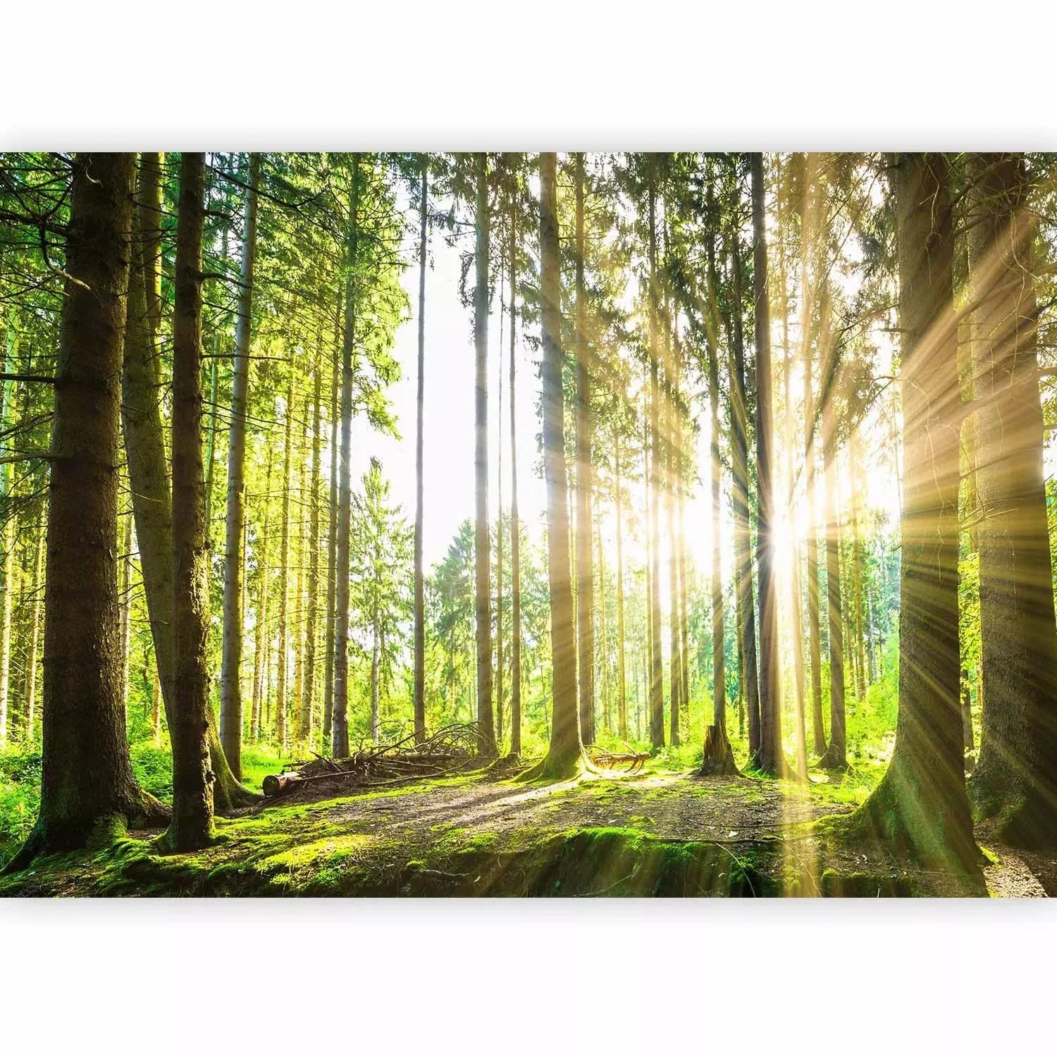 Fototapetes ar mežu zaļā krāsā - Meža pasaka - viesistabai G-ART