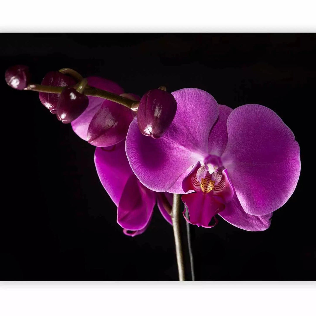 Fototapetes - Violetas orhidejas uz melna fona viesistabas interjerā G-ART