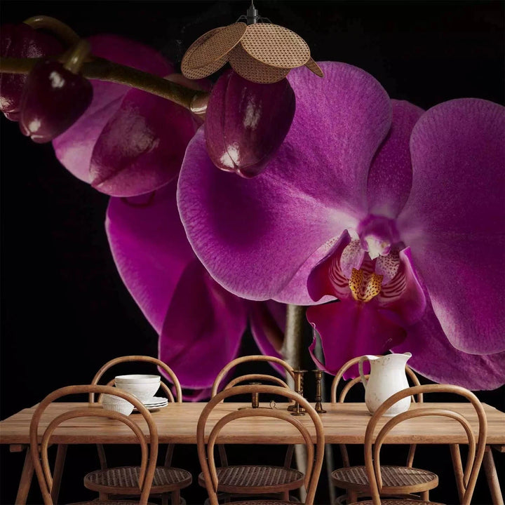 Fototapetes - Violetas orhidejas uz melna fona viesistabas interjerā G-ART