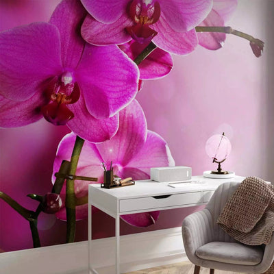 Wall Murals with orchids pink - pink orchid, 60622 g -art