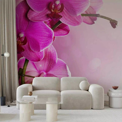 Wall Murals with orchids pink - pink orchid, 60622 g -art