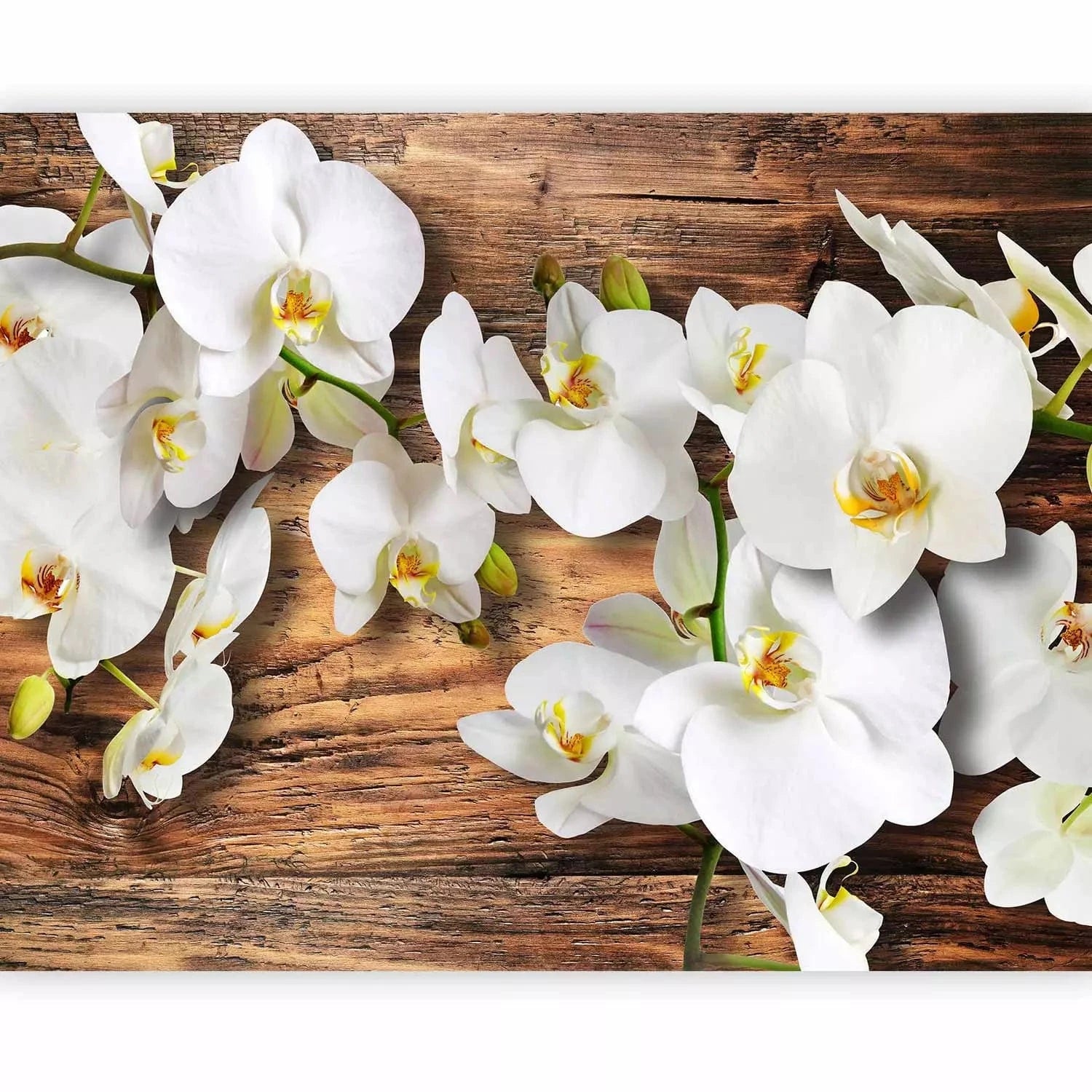 Fototapetes ar orhidejām - Sniegbaltās orhidejas, 60629 G-ART